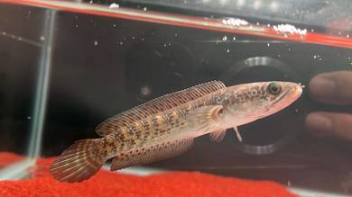 Ikan Channa fish Auranti Cobra 4 inci - ACS-18