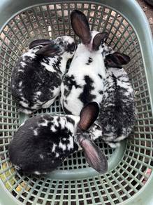 Arnab Rabbit Minirex