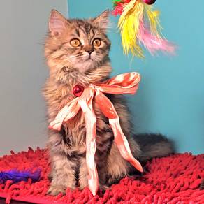Kucing betina blh
