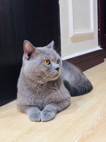 British Short hair