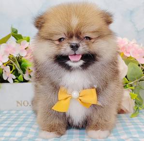 Pomeranian