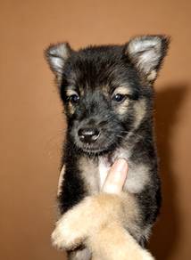 German shepherd mix 