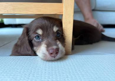 MINIATURE DACHSHUND Puppies D162 PREMIUM Quality