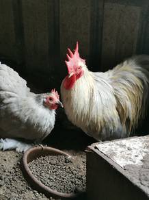 Ayam pekin