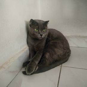 British Shorthair