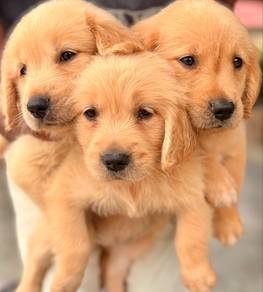 Golden Retriever puppies