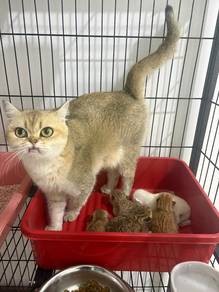 Bsh mother & kitten ( 4 female 1 male )