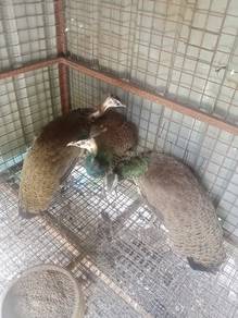 burung merak 