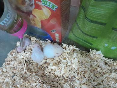 hamster