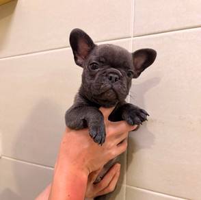 MALE French bulldog puppy