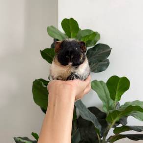 Teddy bear guinea pig tikus belanda arbok