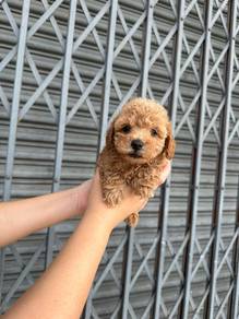 toy poodle