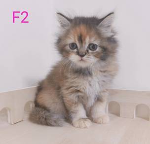 3 months calico cat kitten