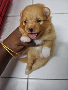 Shihpoo