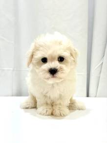 J0595 Maltese Cute Tiny White Puppy