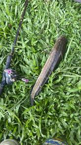 Ikan Haruan Hidup & Segar Siang