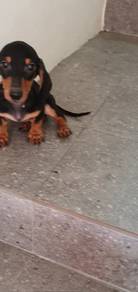 Blacktan Dachshund
