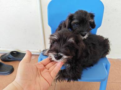 Miniature Schnauzer Male 0908A