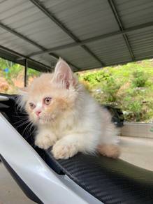 kitten exotic hair for rehome