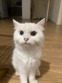 A great female cat with Rare eyes