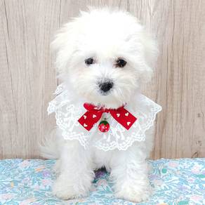 bICHON Frise
