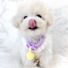 Maltipoo