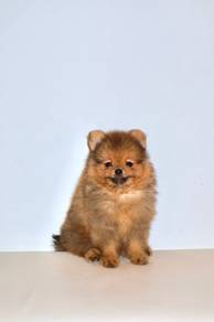 v8 Adorable Pomeranian Dog