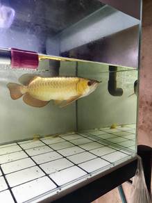 GH MG arowana
