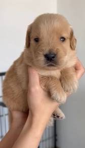 Golden retriever mka and microchip