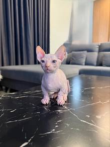 kucing sphynx
