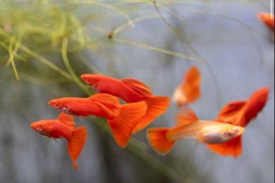 Albino Super Red Guppy