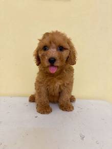Maltipoo