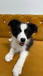 Border Collie