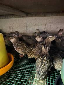Burung puyuh