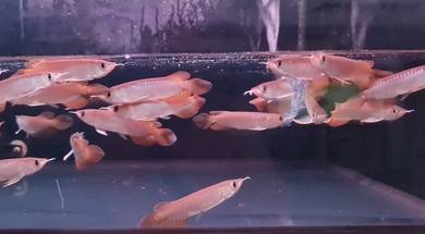 Arowana super red 4 inch -wholesale price