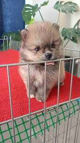 Pomeranian 