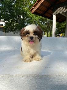 Shihtzu puppy for rehomed