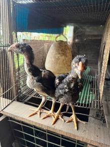 ayam anak Oshamo Sepasang