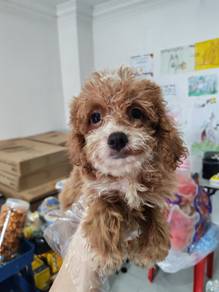 Miniature poodle parti color