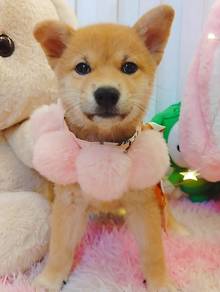 Shiba
