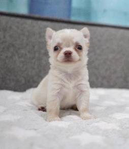 CHIHUAHUA PUPPIES 152🌷Head Apple Cute Dog