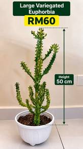 Beautiful Large Variegated Euphorbia – Established