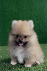 Pomeranian puppy