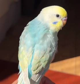 burung jinak