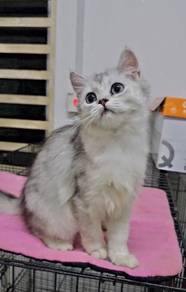 BLH British Long hair quality kitten