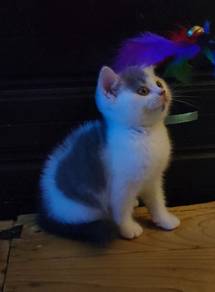 Kitten british shorthair BSH Female