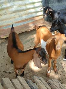 anak kambing 3ekor