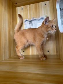 Bsh Golden kitten nonstandard