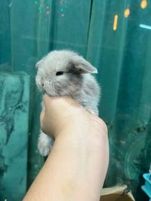 Holland lop