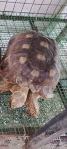 sulcata tortoise